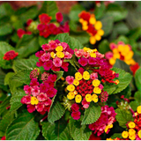Lantana / Kongini Poo (Any Colour) (Lantana camara) Flowering/Ornamental Live Plant (Home & Garden)