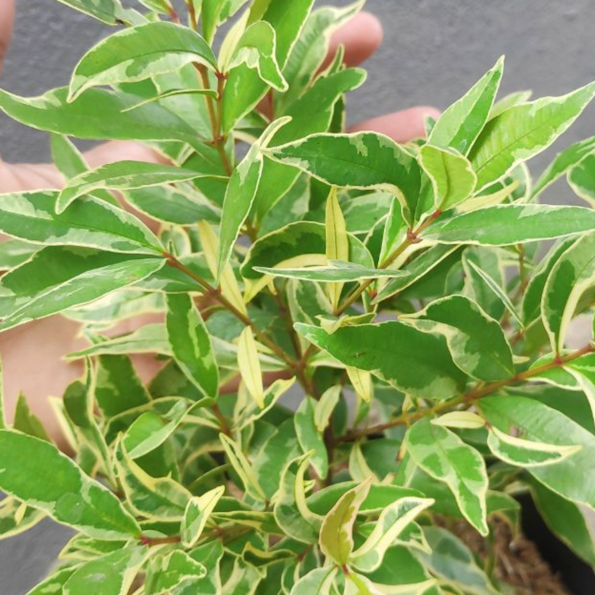 Euginea White (Syzygium Gratum) Ornamental Live Plant (Home & Garden)