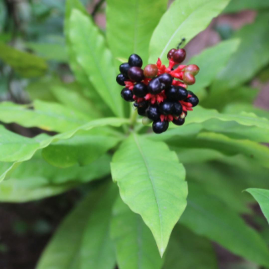 sarpagandha plant seeds Sarpagandha (Rauvolfia Serpentina) Indian Snakeroot