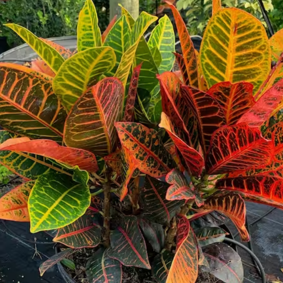 Petra Croton Plant / Codiaeum variegatum Ornamental Live Plant (Home & Garden)