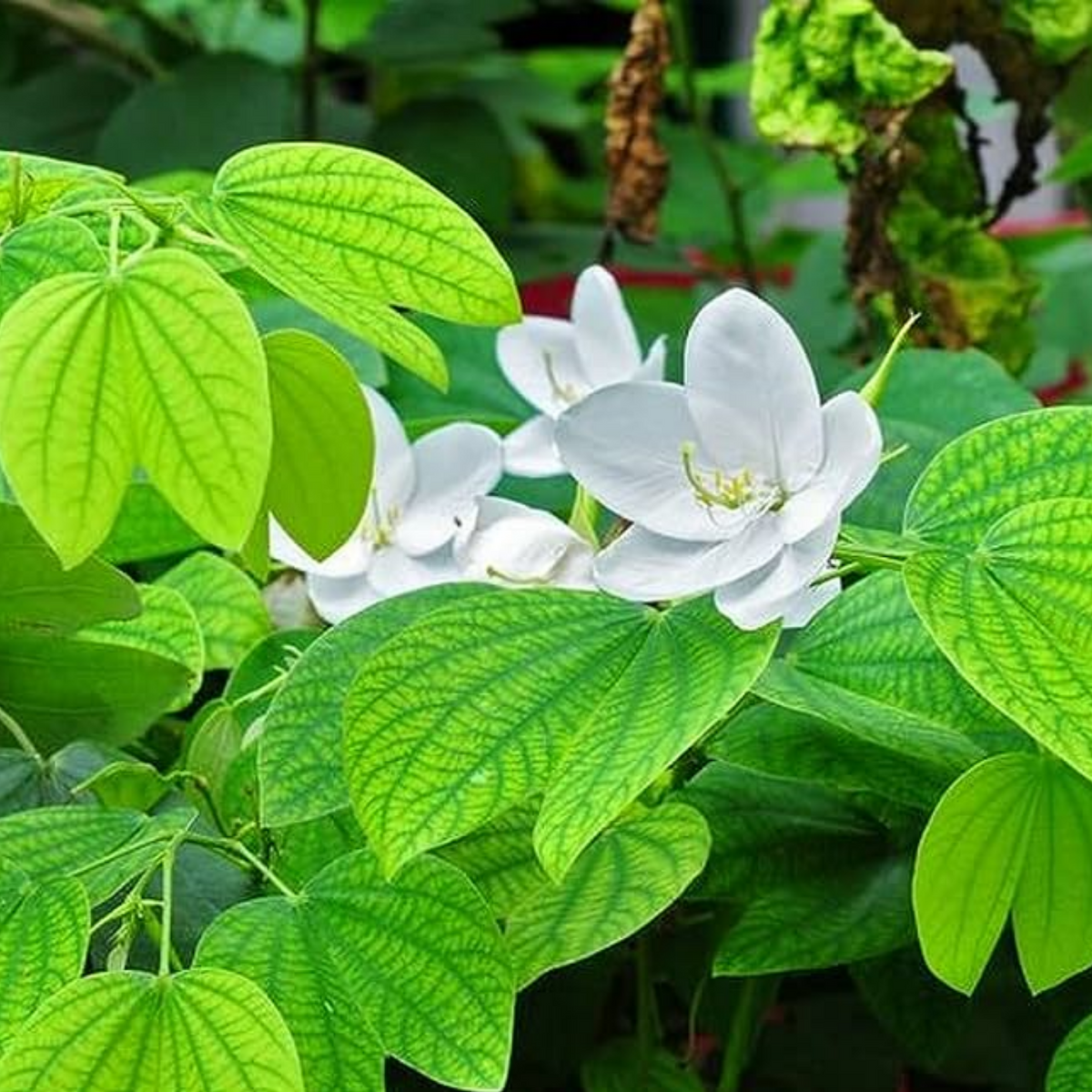 Mandaram White (Bauhinia variegata) Flowering/Ornamental Live Plant (Home & Garden)