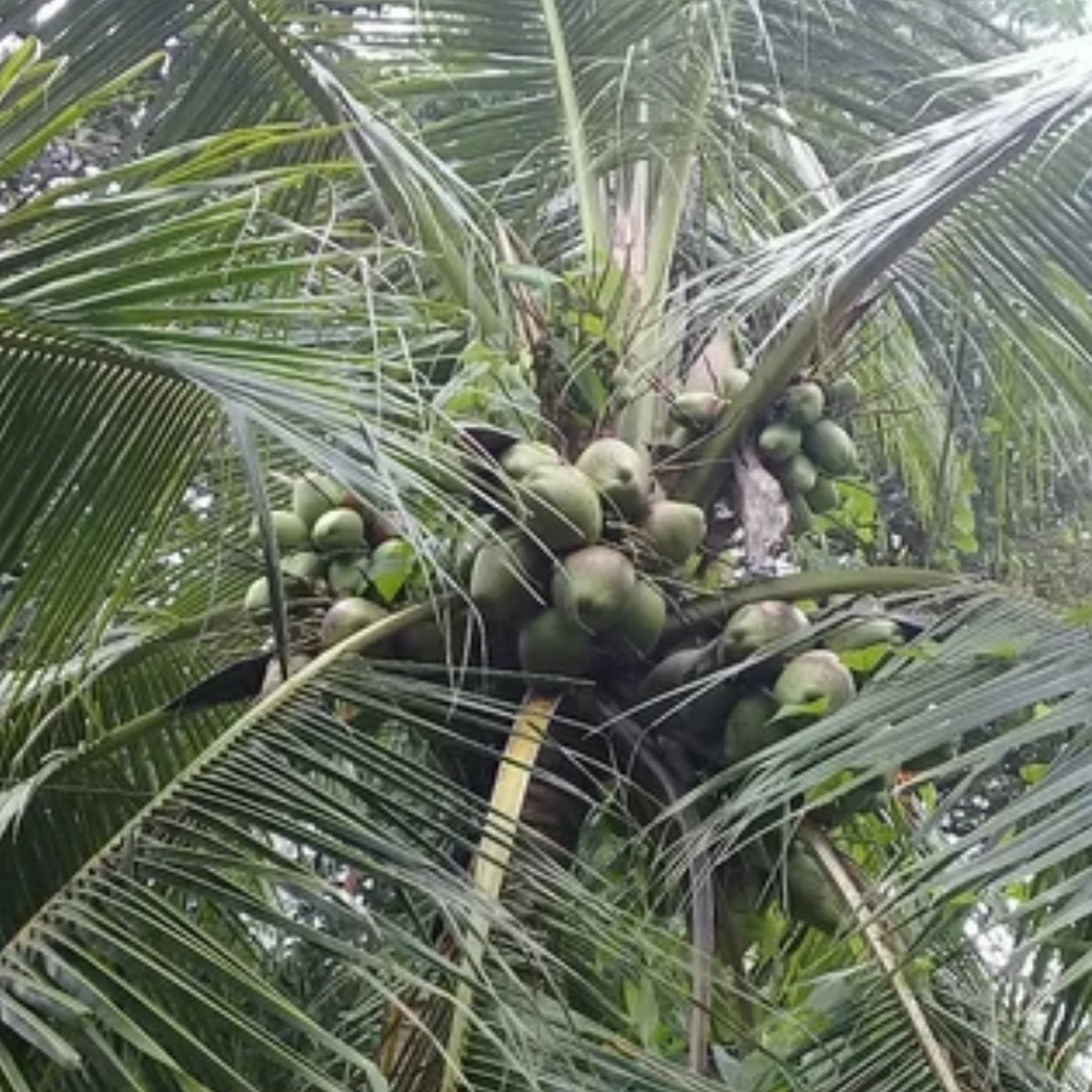 Kuttiyadi Coconut Tree (Srilankan) (Cocus nucifera) Fruit Live Plant (Home & Garden)