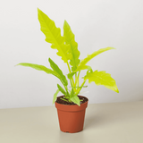 Philodendron Golden Narrow /Philodendron Golden serratum - Live Plant (Home & Garden)