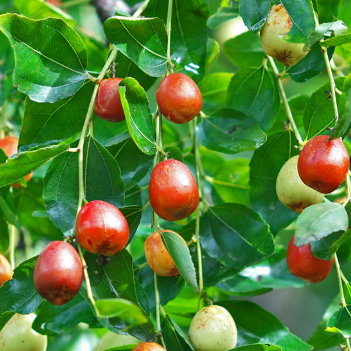 Ber Apple / Indian Jujube / Ilanthapazham (Red) (Grafted) (Ziziphus mauritiana) Fruit Live Plant (Home & Garden)