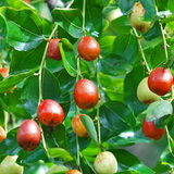Ber Apple / Indian Jujube / Ilanthapazham (Red) (Grafted) (Ziziphus mauritiana) Fruit Live Plant (Home & Garden)