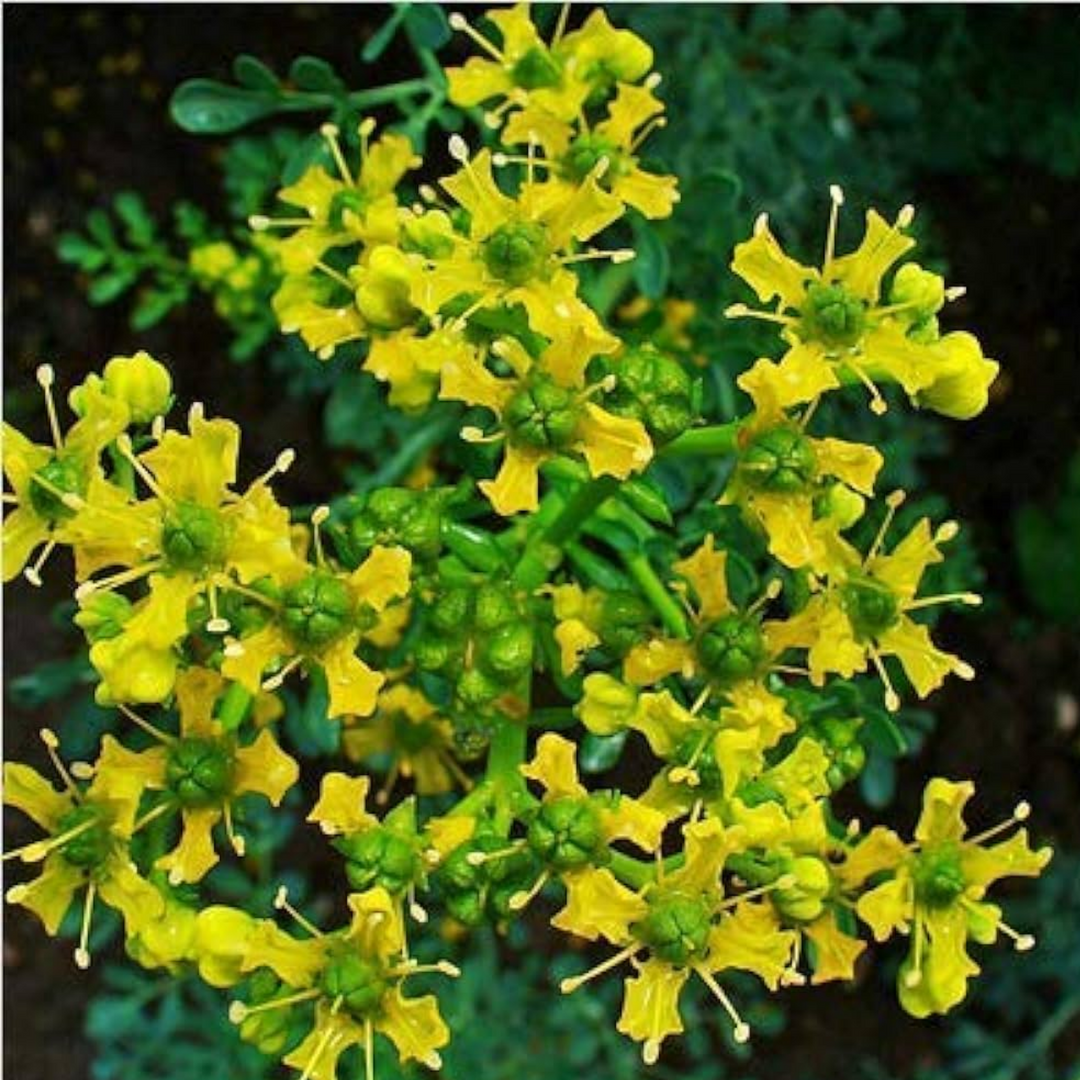 Arutha / Common Rue / Herb-of-Grace (Ruta Graveolens) Medicinal / Flow –  Hug A Plant