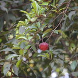 Raja Puli (Garcinia Indica) Kokum Fruit Live Plant (Home & Garden)