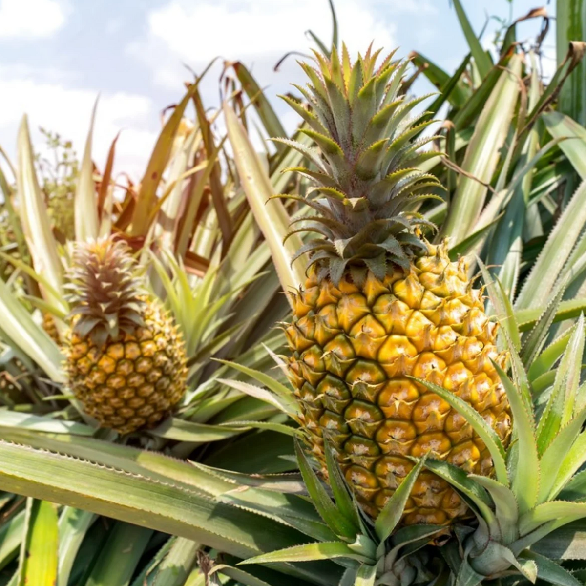 Pineapple (Hybrid) (Ananas comosus) Fruit Live Plant (Home & Garden)