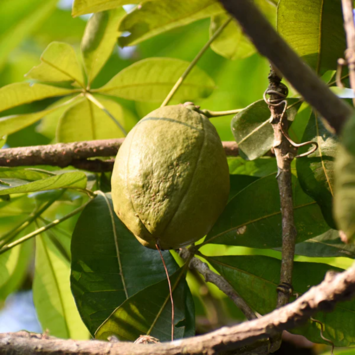 Malabar Chestnut (Pachira glabra) Fruit Live Plant (Home & Garden)