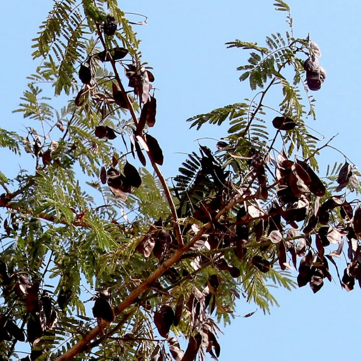 Karingali, Cutch Tree, Black catechu, Black cutch (Acacia Catechu) Medicinal Live Plant (Home & Garden)