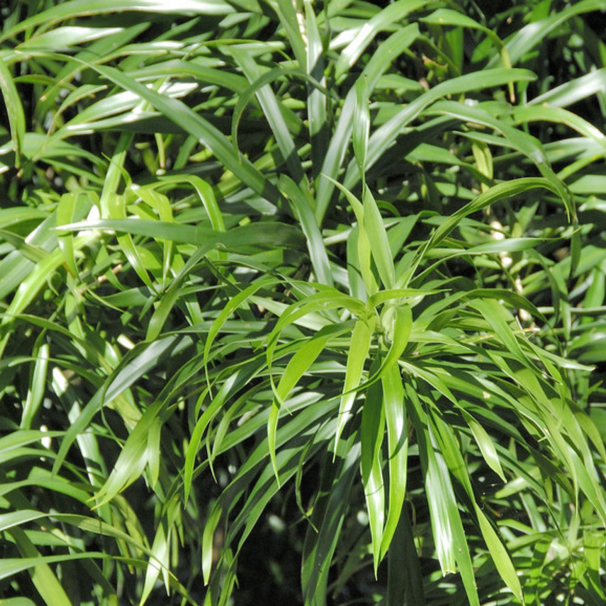 dracaena ornamental grass Dracaena Green Ornamental Live Plant (Home & Garden) – Hug A Plant