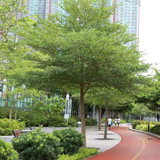 Terminalia Green Ornamental Live Plant (Home & Garden)