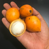Bacuripari Fruit (Garcinia macrophylla) Seedling Fruit Plant (Home & Garden Plants)