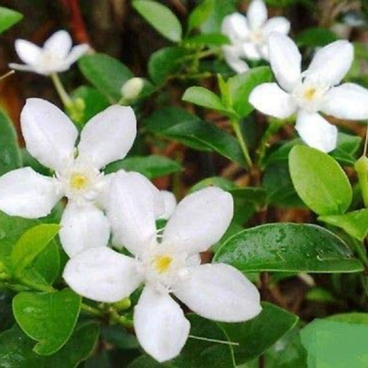 Sri Lankan Mulla (Jasminum multiflorum) Flowering/Ornamental Live Plant (Home & Garden)