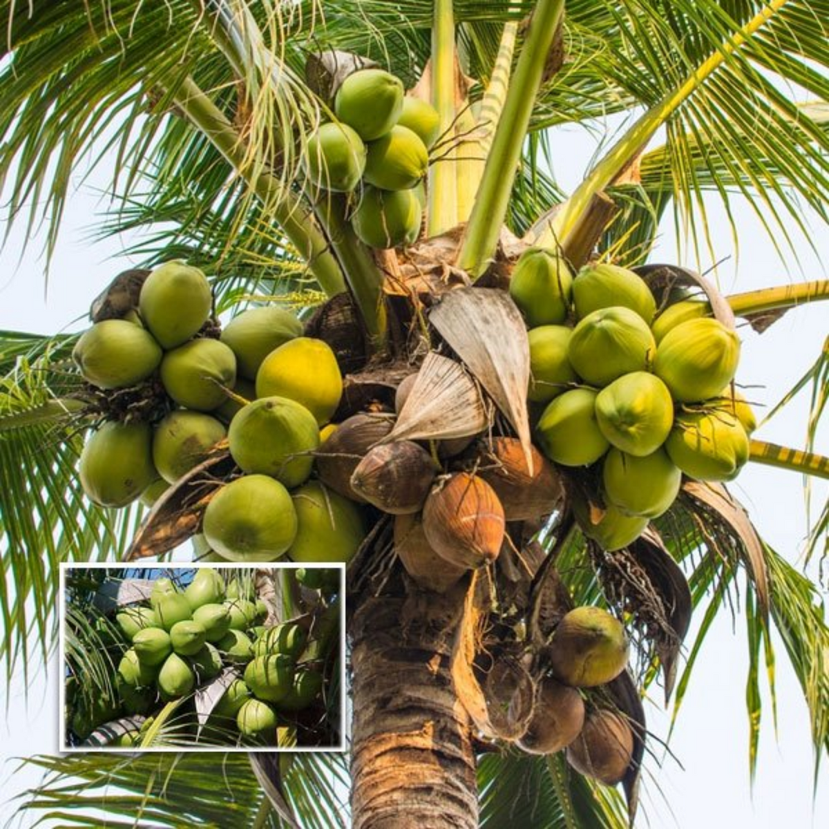 Nadan Thengu / Coconut Tree (Nadan) (Cocus nucifera) Fruit Live Plant (Home & Garden)