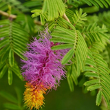 Shami Plant / Vanni Maram (Prosopis Cineraria) Ornamental/Medicinal Live Plant (Home & Garden)