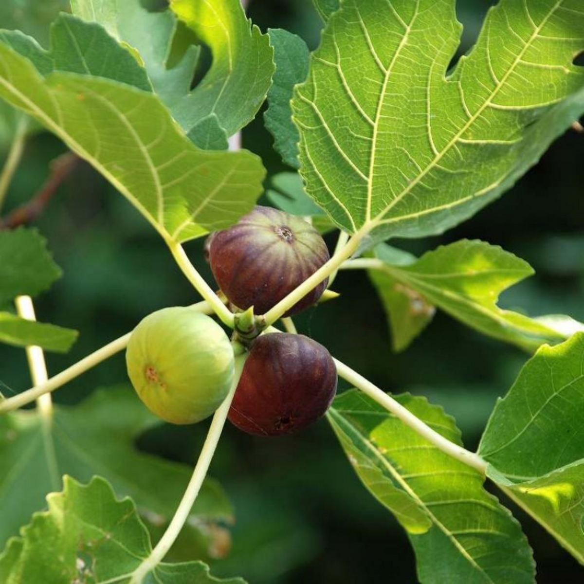 Indian Fig / Anjeer / Common Fig Fruit Live Plant (Home & Garden)
