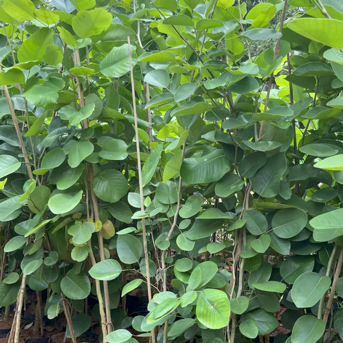 Red Sandal Wood Plant / Raktha Chandanam (Santalum album) Ornamental Live Plant (Home & Garden)