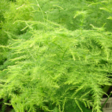 Evergreen Plant Ornamental Live Plant (Home & Garden)