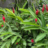 Alpinia Ginger (Alpinia purpurata) Medicinal / Ornamnetal Live Plant (Home & Garden)