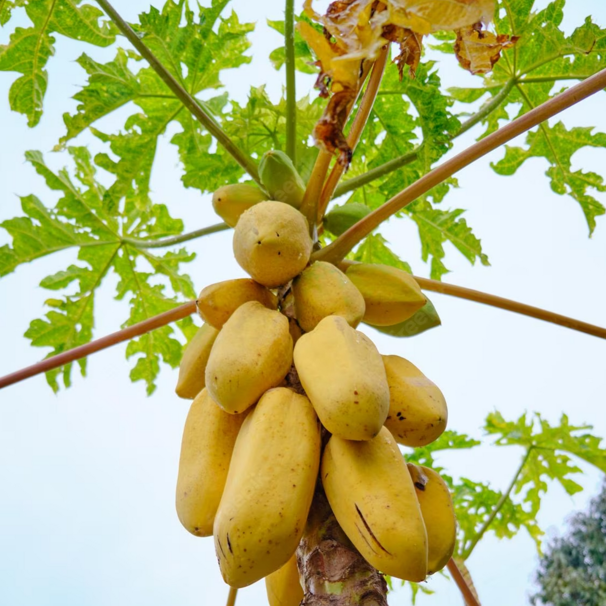 Golden Papaya/ Yellow Papaya Papita Fruit Live Plant (Home & Garden)
