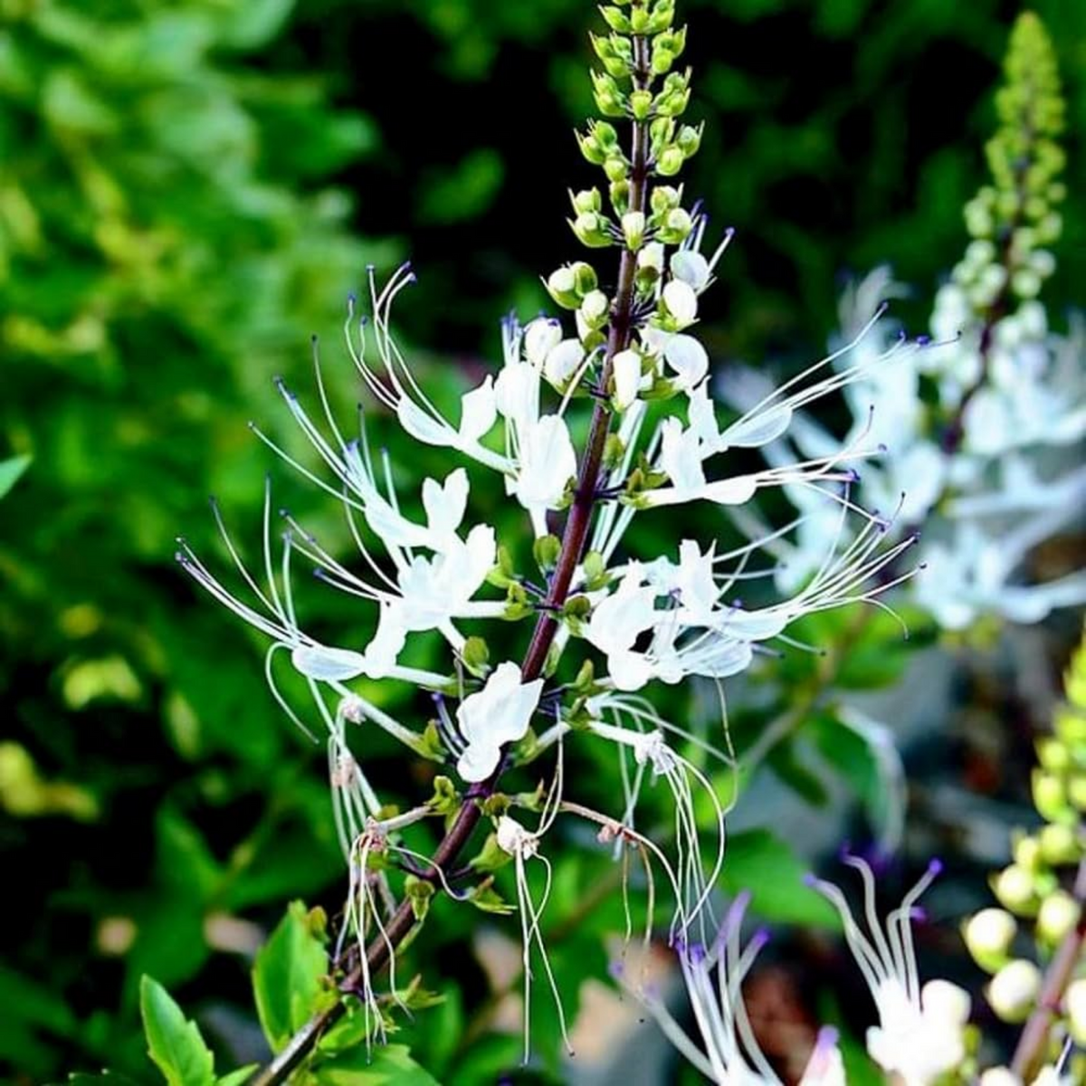 Poocha Meesha / Cats Whiskers Plant (Orthosiphon Aristatus) - Flowering/Ornamental/Medicinal Live Plant (Home & Garden)