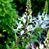 Poocha Meesha / Cats Whiskers Plant (Orthosiphon Aristatus) - Flowering/Ornamental/Medicinal Live Plant (Home & Garden)