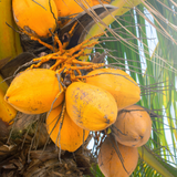 Yellow Coconut / Chenthengu (Cocus nucifera) Fruit Live Plant (Home & Garden)