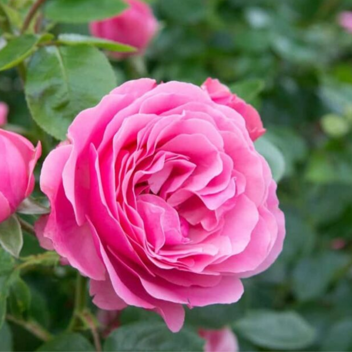 Pink Rose (Rosa meldomonac.) Flowering/Ornamental Live Plant (Home & Garden)