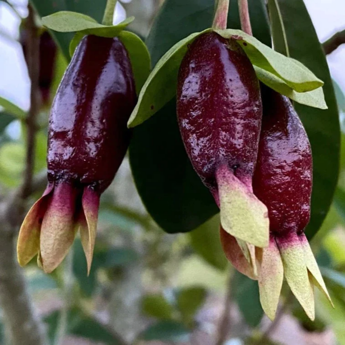 Savannah Cherry (Eugenia Calycina) Seedling Fruit Plant (Home & Garden Plants)