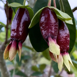 Savannah Cherry (Eugenia Calycina) Seedling Fruit Plant (Home & Garden Plants)