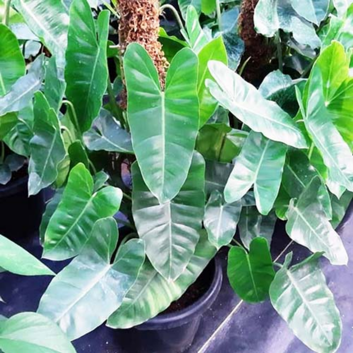 Kerala Hybrid Philodendron Ornamental / Creeper Live Plant (Home & Garden)