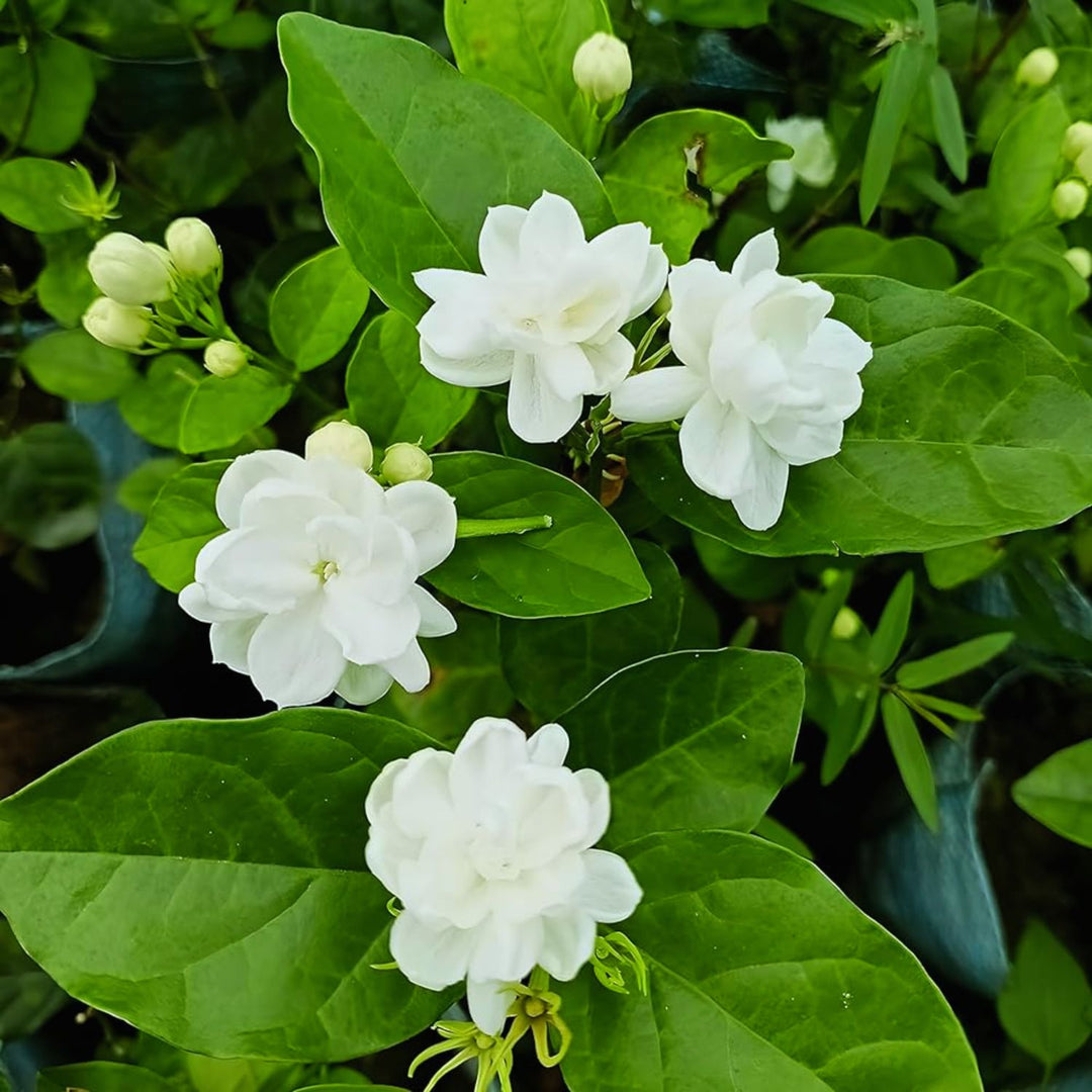 Baramasi mogra(Jasminum sambac) Flowering/Ornamental Live Plant (Home – Hug  A Plant