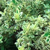 Ficus Starlight, Ficus benjamina Ornamental Live Plant (Home & Garden)