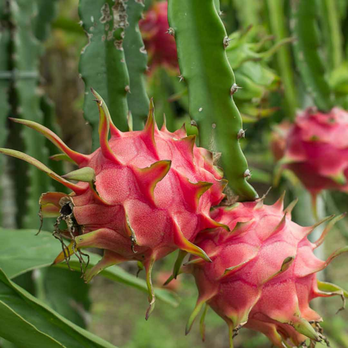 Dragon Fruit / Red-fleshed pitahaya Fruit Live Plant (Home & Garden)