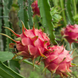 Dragon Fruit / Red-fleshed pitahaya Fruit Live Plant (Home & Garden)