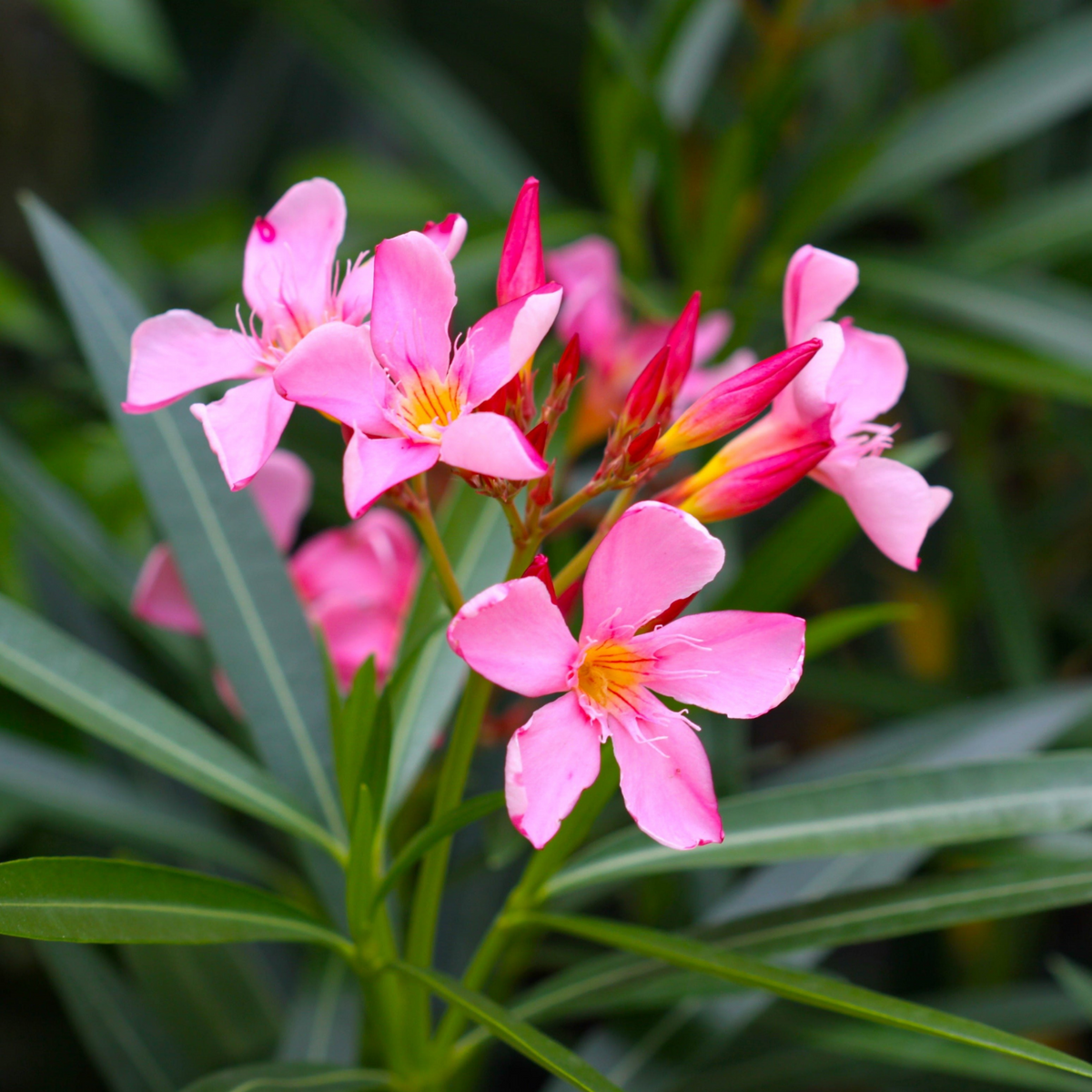 Arali / Nerium Oleander (Pink) Flowering / Ornamental Live Plant (Home & Garden)