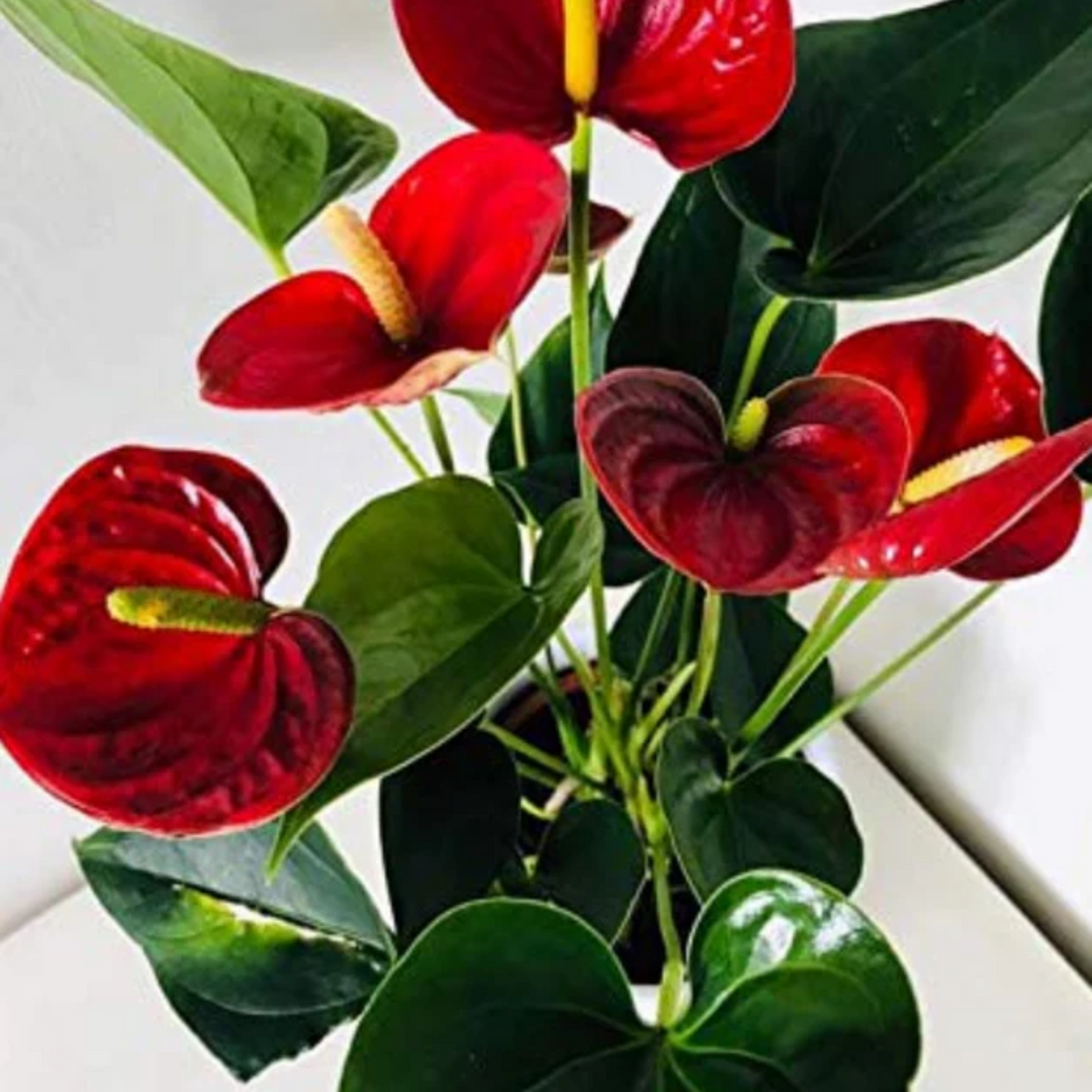 anthurium andraeanum for sale Anthurium Red Flamingo/Flamingo Flower(Anthurium Andraeanum) Flowering – Hug A Plant