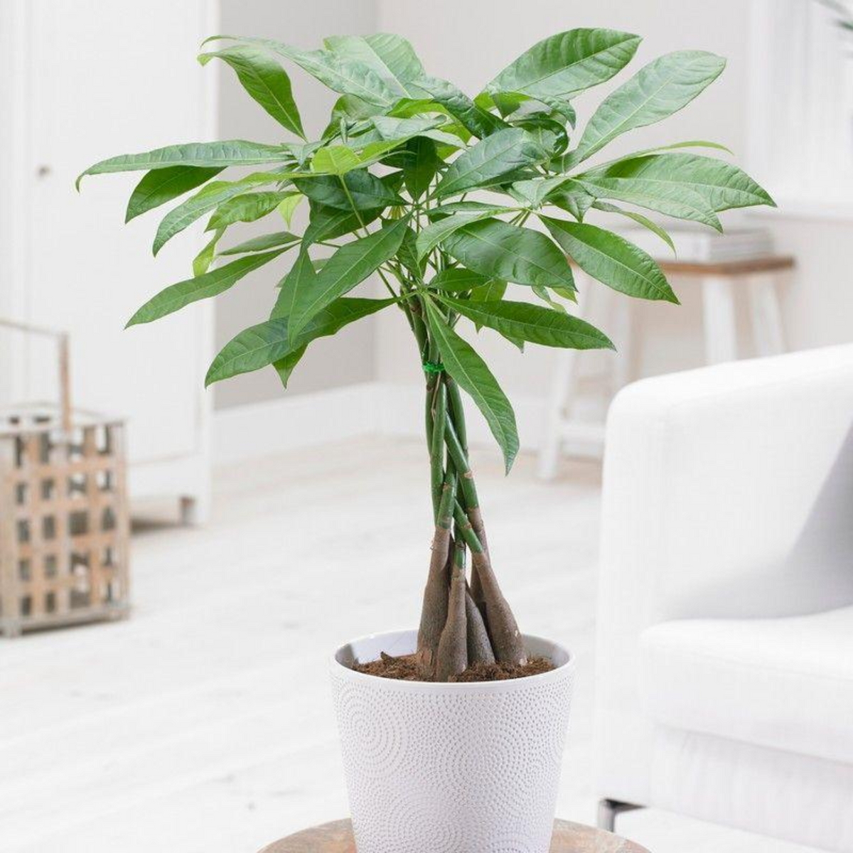 Pachira Money Plant Long Varient | Malabar Chestnut (Pachira aquatica)- Live Plant  (Home & Garden)