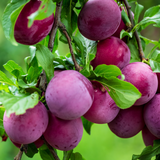 Indonesian Plum / Plum Plant (Prunus domestica) Fruit Live Plant (Home & Garden)