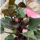 Philodendron Pink Princess - Live Plant (Home & Graden)