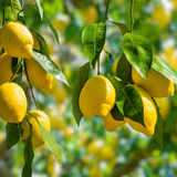 Thai Market Lemon (Citrus limon) Fruit Live plant (Home&Garden)