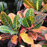 Croton Plant / Codiaeum variegatum Ornamental Live Plant (Home & Garden)