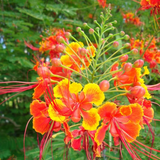 Rajamalli / Peacock Flower (Caesalpinia pulcherrima) Flowering/Ornamental Live Plant (Home & Garden)