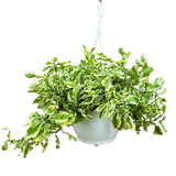 Curly Pedilanthus(Euphorbia tithymaloides)  Ornamental Hanging Live Plant (Home & Garden)