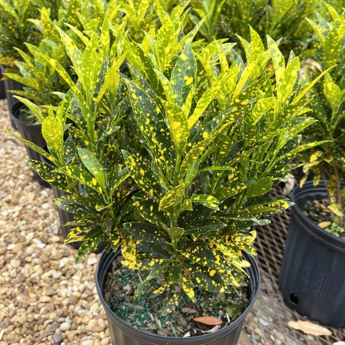 Gold Dust Croton / Codiaeum variegatum Ornamental Live Plant In Pot (Home & Garden)