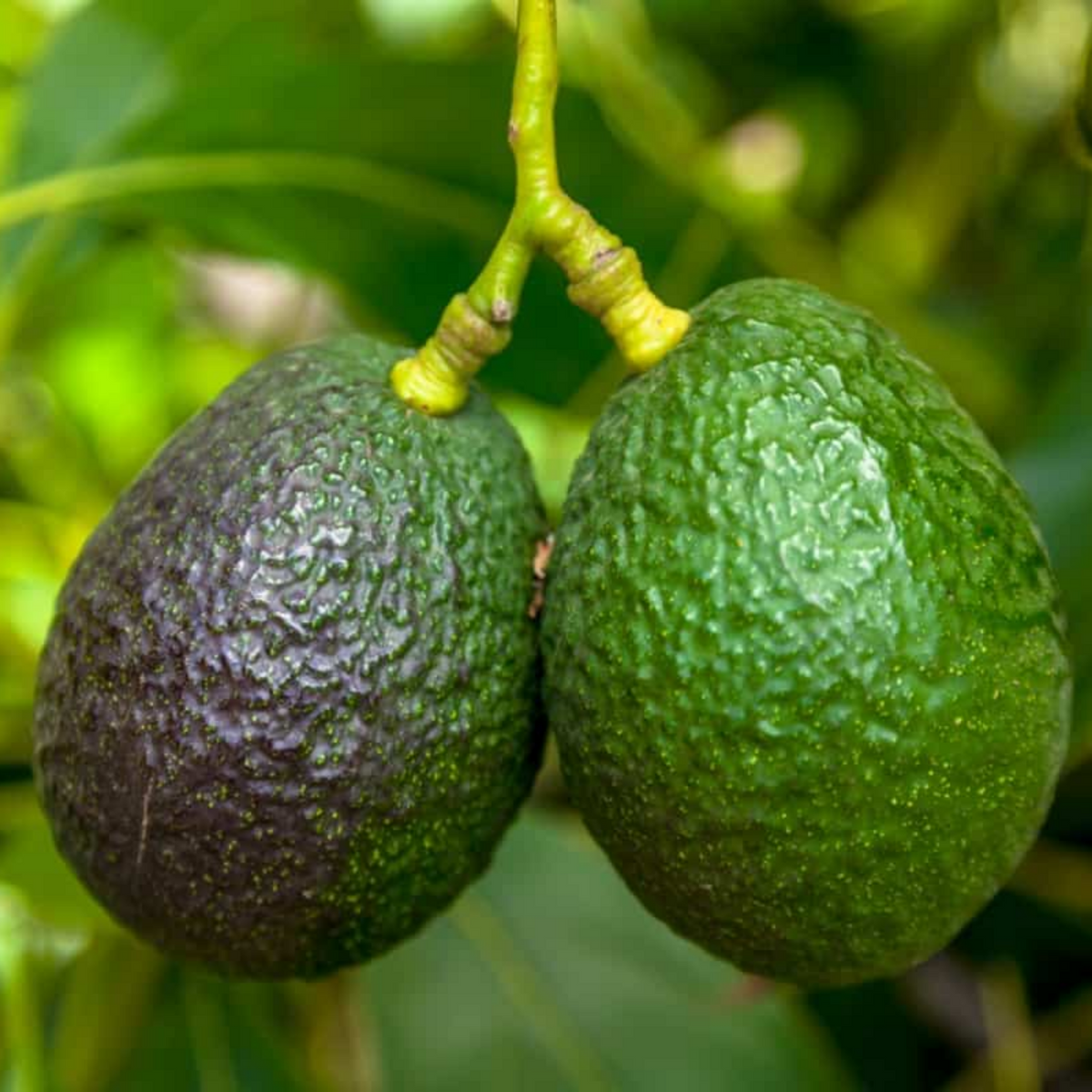 Avocado Fruit TKD1 / Butter Fruit ( Persea americana ) Fruit Live Plant (Home & Garden)