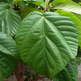 Thanal Athi / Roxburgh fig / Elephant Ear Fig / Shade Fig Live Plant (Home & Garden) Live Plant (Home & Garden)