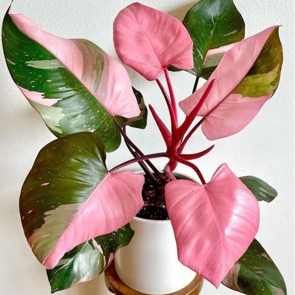 Philodendron Pink Princess - Live Plant with Hanging  (Home & Graden)
