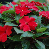 Impatiens/Touch-me-not/Balsam Flowering Live Plant (Home & Garden)